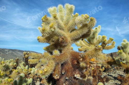 Preview: Cholla Cactus Garden in Joshua Tree National Park