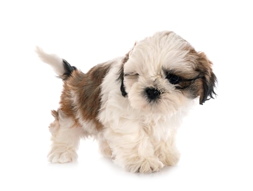 Preview: puppy Shih Tzu in studio