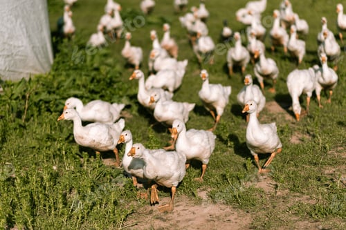 Preview: Geese in the grass