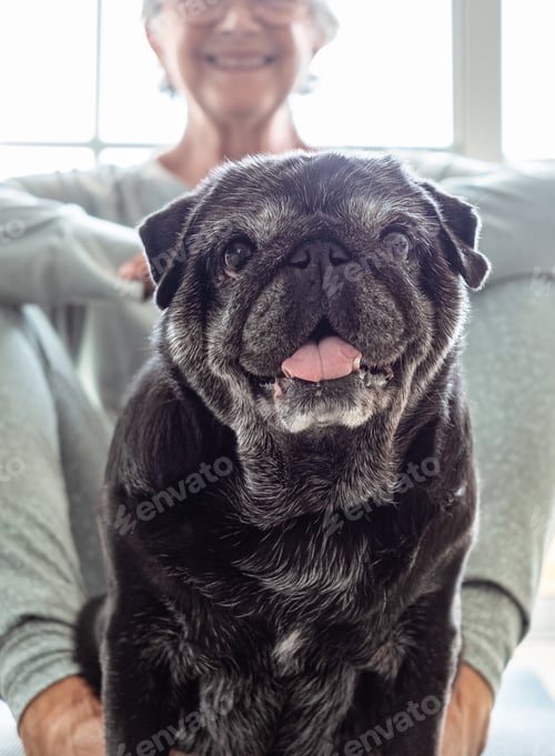 Preview: Close up portrait of adorable old black pug dog looking at camera with senior smiling woman