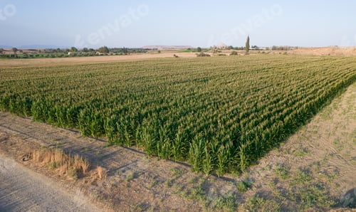 Preview: Aerial view with a drone of a green corn field in Cyprus. Agriculture harvesting