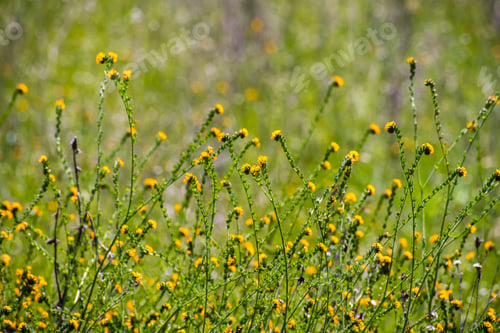 Preview: Fiddleneck (Amsinckia tesselata) wildflowers