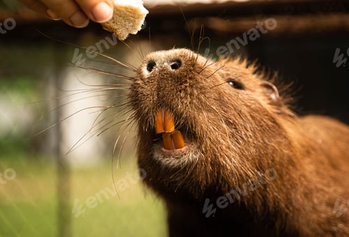 Preview: Close-up shot of a human hand holding a piece of bread and offering it to a n utria