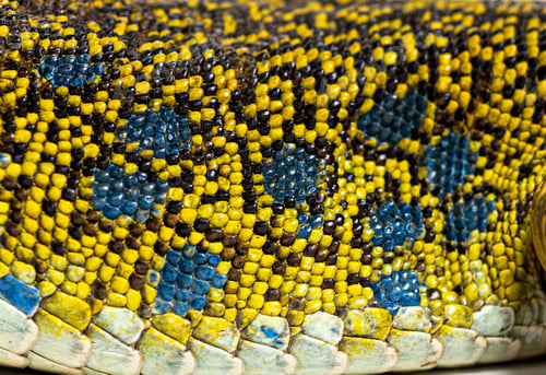 Preview: Close up view of an ocellated lizard skin showing the arrangement of its scales