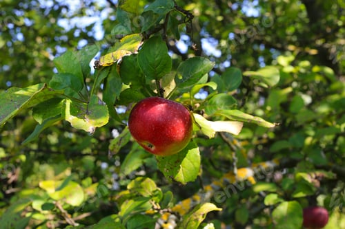 Preview: Ripe red apple on a branch in garden