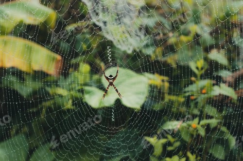 Vorschau: Spinne und Spinnennetz