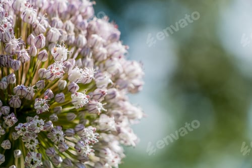 Preview: Blooming garlic close-up. Beautiful bokeh in the background.