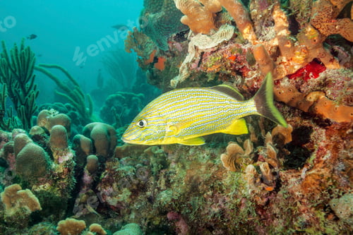 Preview: Striped fish swimming at underwater reef
