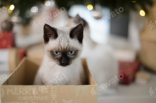 Preview: Siamese Cat under the Christmas tree in a present box