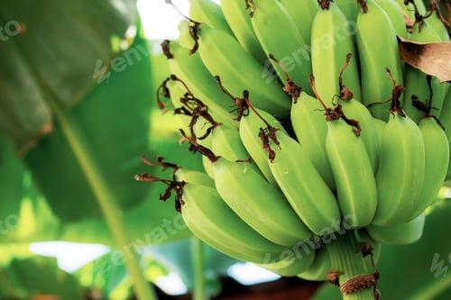 Preview: Banana on tree with texture