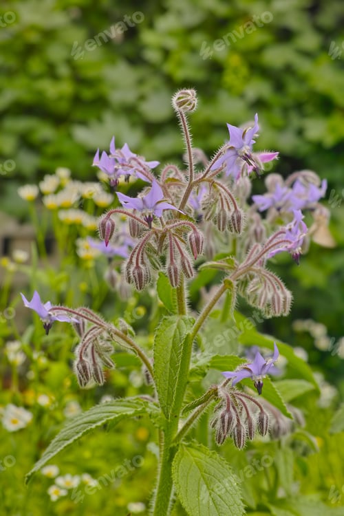 Preview: Garden dreams