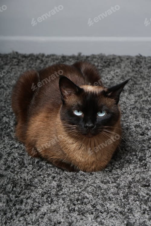 Preview: siamese cat resting on carpet