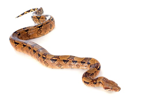 Preview: Boa constrictor