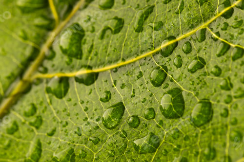 Preview: Micro close up of green leaf with water drops and copy space