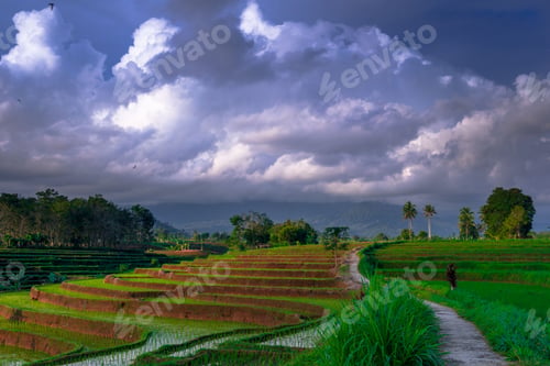 Preview: Beautiful morning view indonesia Panorama Landscape paddy fields with beauty color