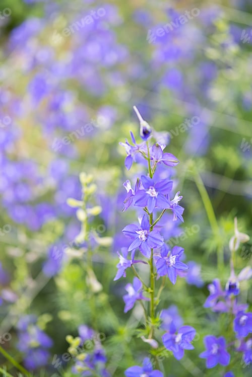 Preview: Violet delicate flowers close up, soft focus.