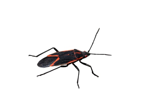 Preview: Boxelder bug closeup isolated cutout