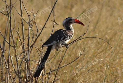 Preview: A Creative Botswana Wildlife picture of World
