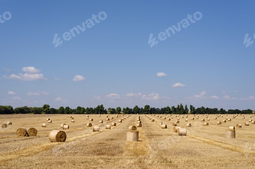 Preview: Harvesting wheat on the field