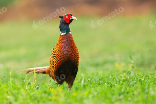 Preview: Ring-necked pheasant cock looking on glade in spring sunlight