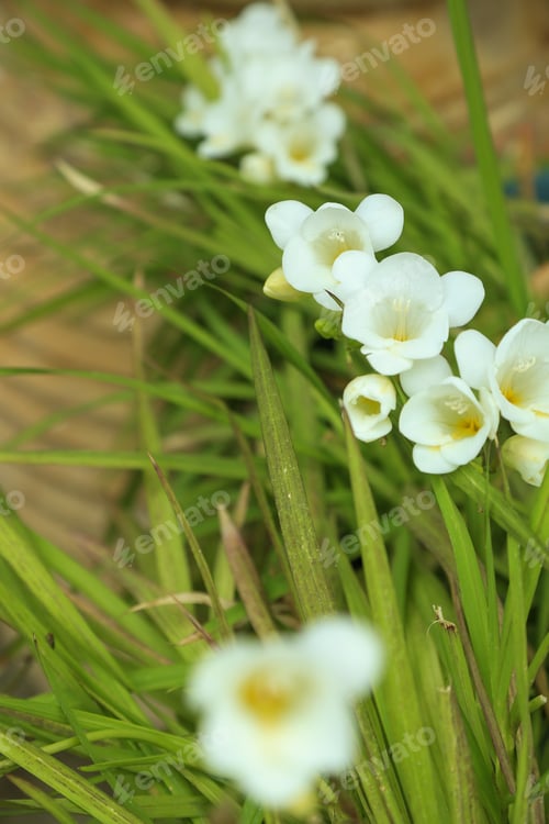 Preview: White freesia flowers with selective focus against blurry green leaves and terracotta pot.