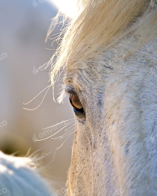Preview: Close-up shot of a horse's eye during the day in Camargue, Fran