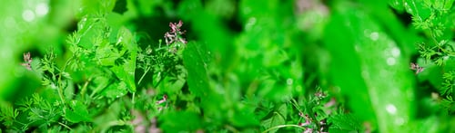 Preview: Natural background. Green grass background