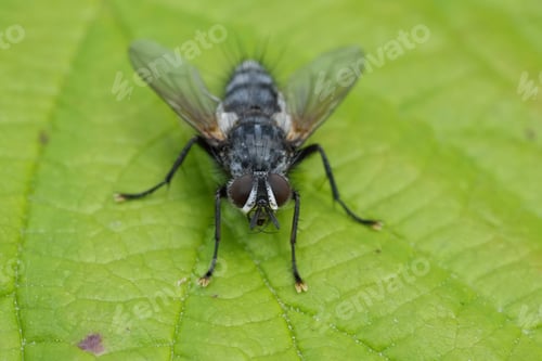 Preview: Detailed closeup on a European Tachinid fly, Phorocera obscura sitting on a green leaf