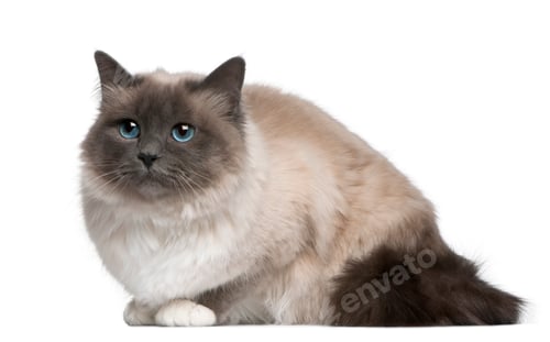 Preview: Birman cat, 17 months old, sitting in front of white background