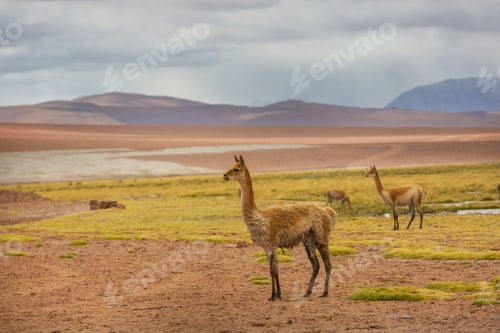 Preview: Vicuna