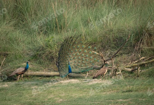 Preview: Pair of peacocks on a grassy field with fallen tree branches