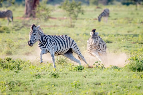 Preview: Two Zebras running in the grass.