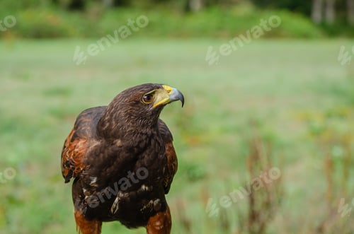 Preview: full portrait of a harris hawk, falconry concept. Parabuteo Unicinctus