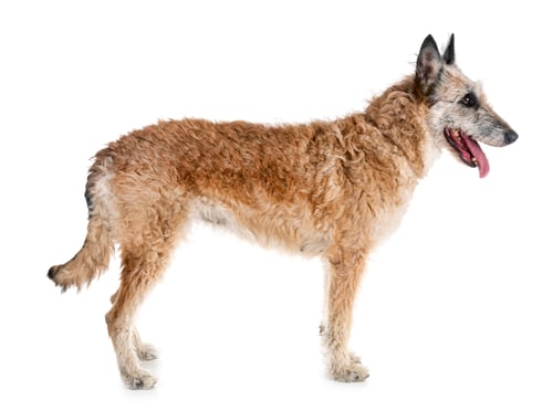 Preview: belgian shepherd laekenois