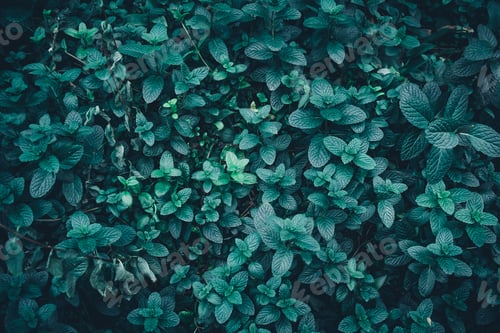Overhead Close-up of Fresh Dark Green Mint Leaves