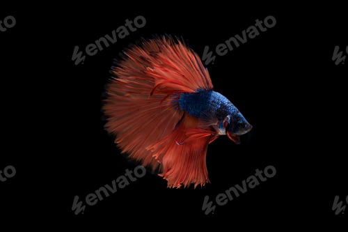 Preview: Beautiful colorful of siamese betta fish