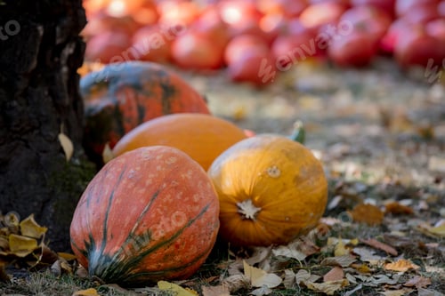 Preview: group of a yellow pumpkins on a ground