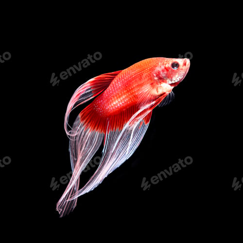 Preview: betta fish on black