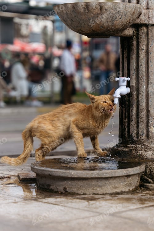 Preview: Candid portrait of red stray skinny cat drinking water from fountain.