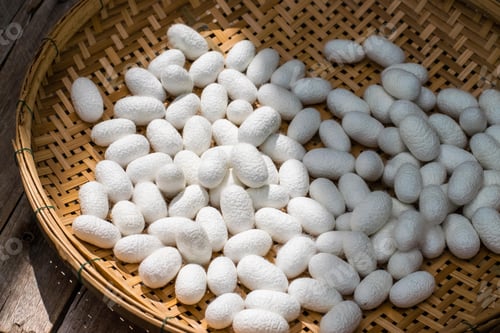 Preview: white silk cocoon, silky, fiber