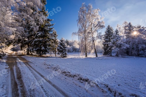 Preview: Frozen winter forest in bright sunlight, Poland