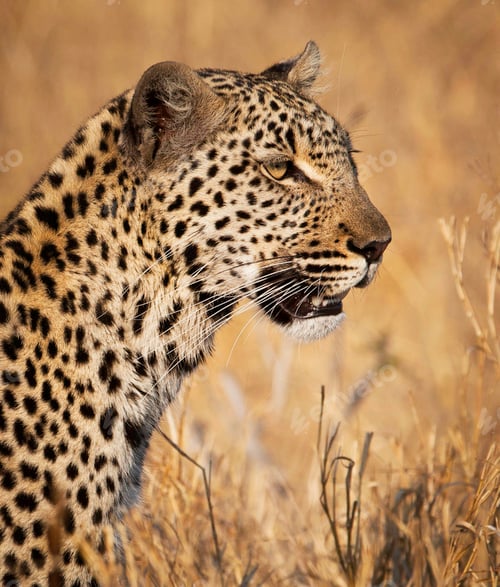 Preview: A Beautiful Botswana Wildlife picture of World