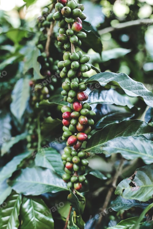 Preview: Coffee berry ripening