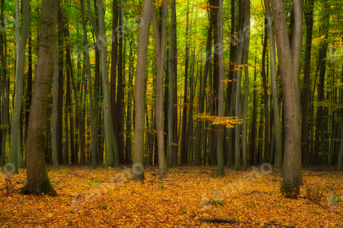 Preview: Dense colorful fairytale autumn beech forest