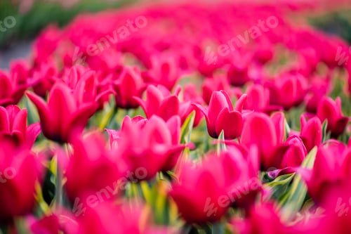 Preview: selective focus of pink colorful tulips
