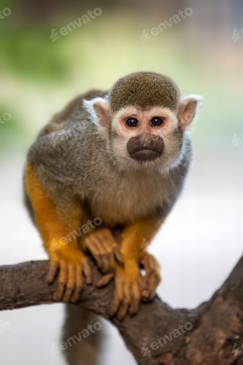 Preview: Common Squirrel Monkey