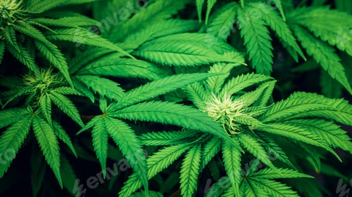 Preview: Close up of cannabis plants in a greenhouse. Marijuana leaves organic herb.