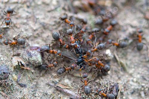 Preview: ants tearing prey