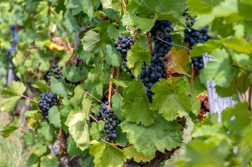 Preview: Grapes growing in vineyard in countryside