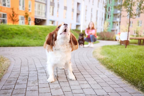 Preview: Adorable Cavalier King Charles Spaniel dog outdoors